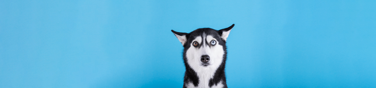 Husky looking worried 