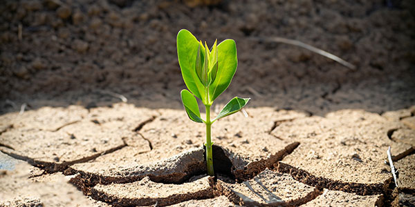 plant growing in dry soil